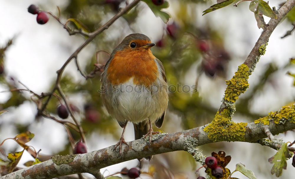 Similar – Robin in a tree Nature