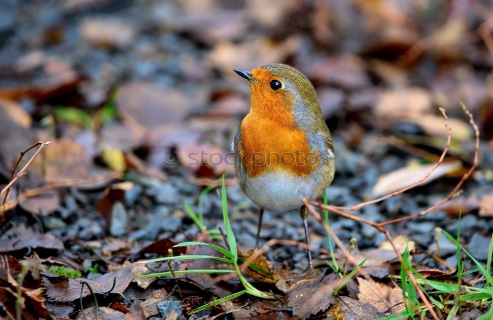 Similar – Image, Stock Photo Robin my little friend