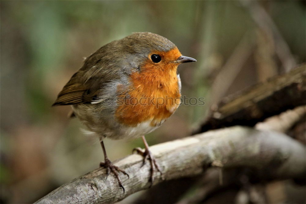 Similar – Image, Stock Photo Pretty bird Beautiful Life