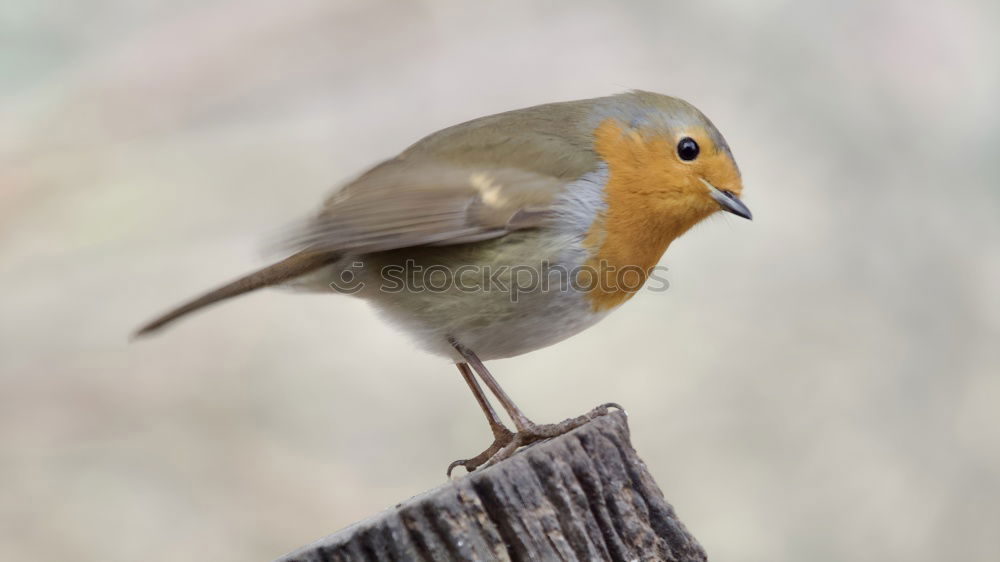 Similar – Robin (Erithacus rubecula)