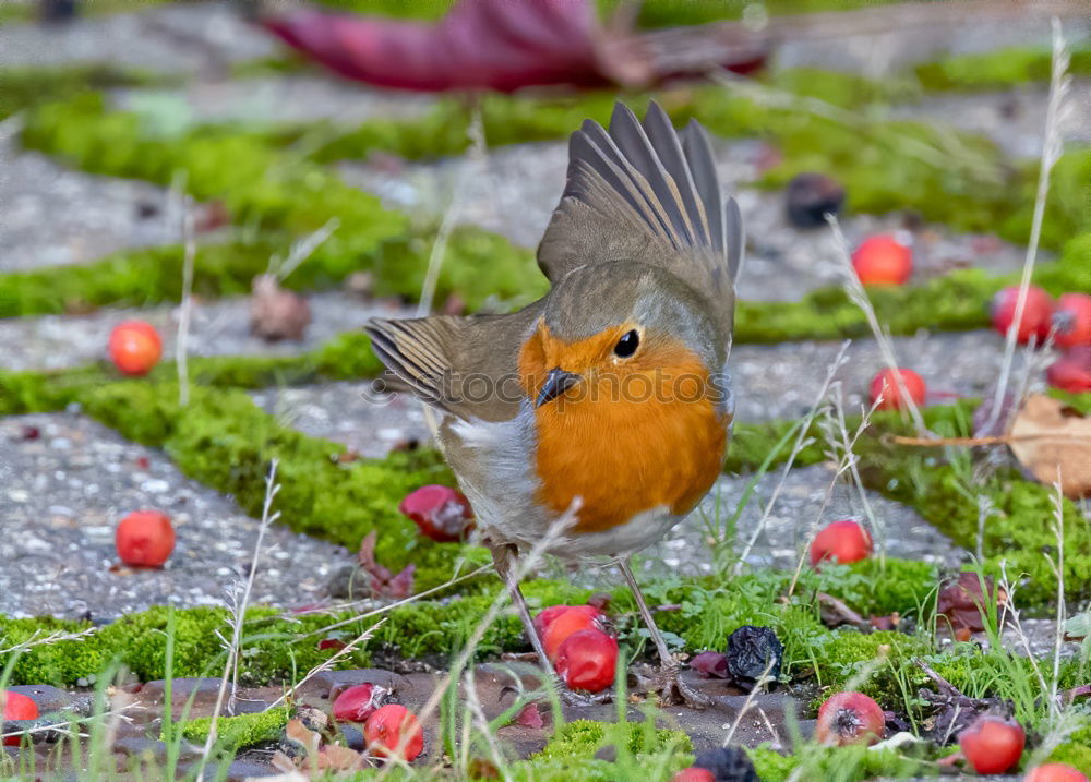 Image, Stock Photo rest Robin redbreast Bird