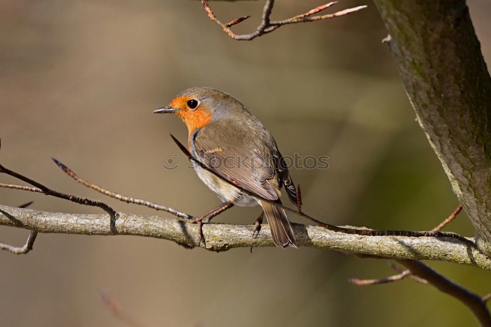 Similar – Image, Stock Photo robin Bushes Park Animal