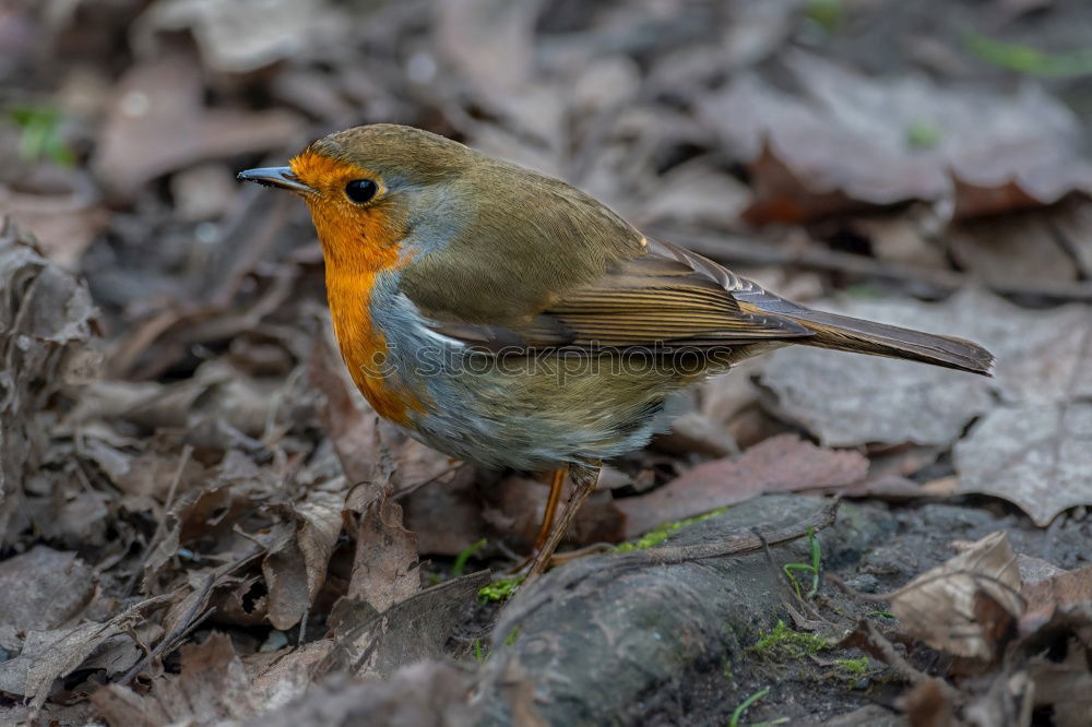 Similar – Robin in the rain 3 Landscape