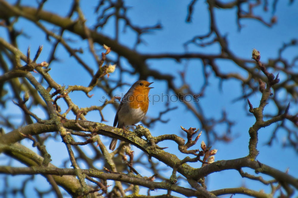 Similar – Image, Stock Photo Thrush in a berry bush