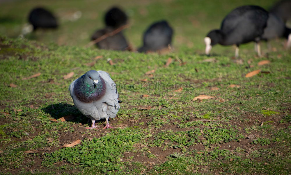 Foto Bild Arbeitsuchend Umwelt Natur