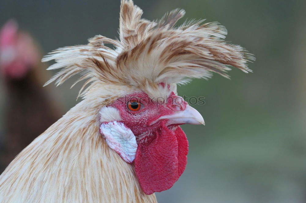 Similar – cockscomb Animal Rooster