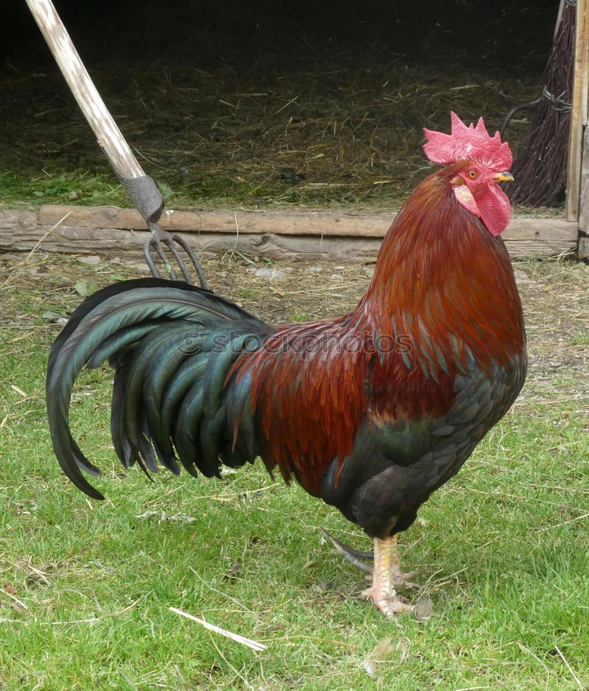 Similar – cockscomb Animal Rooster