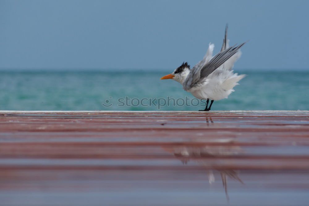 Similar – Seagull at the Baltic Sea beach