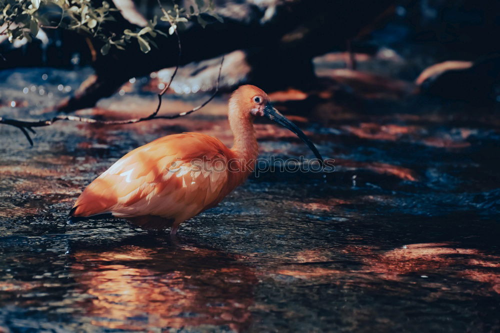 Similar – Image, Stock Photo legs Lakeside Animal