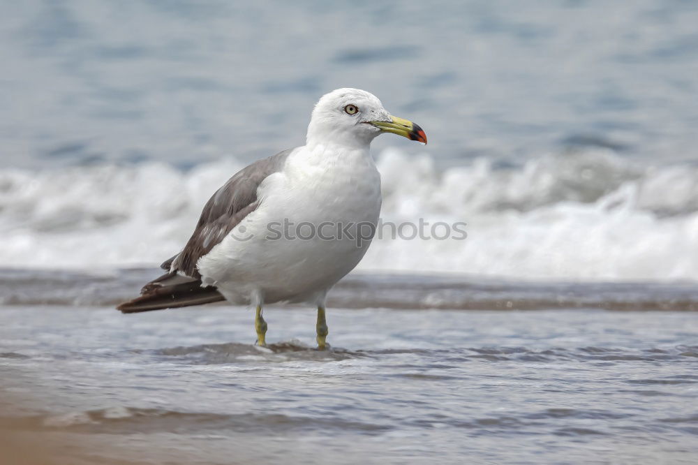 Similar – Oh, come on … Ocean Bird