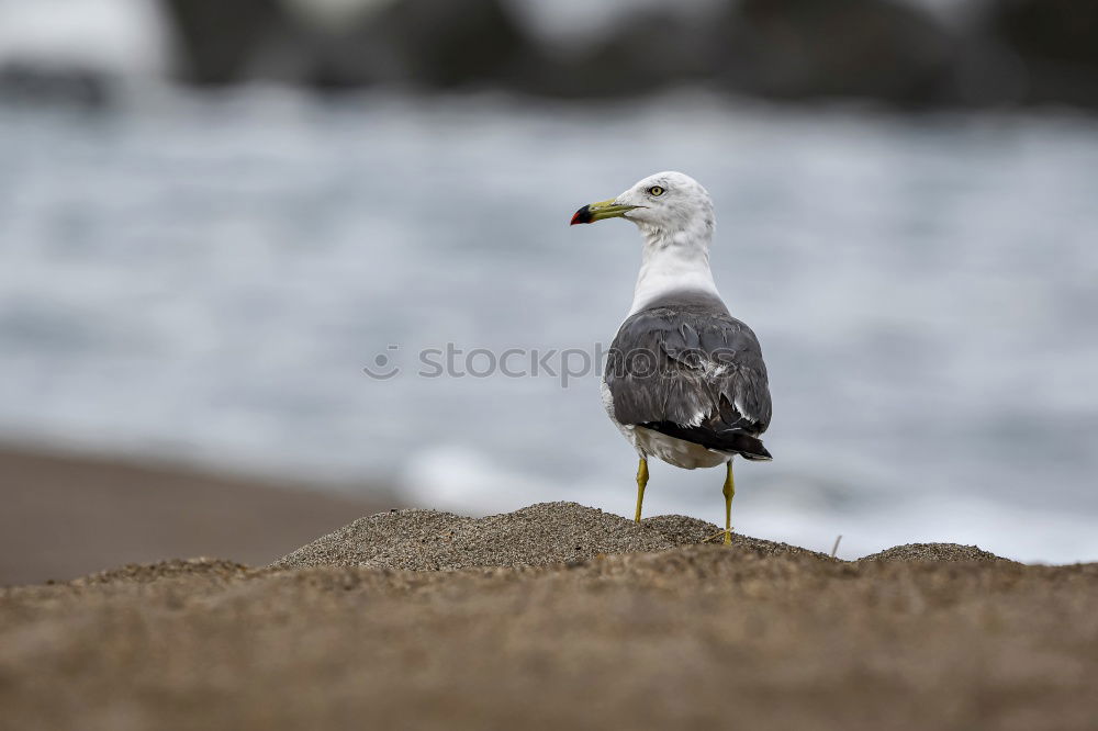 Similar – Image, Stock Photo gull’s eye Water Coast