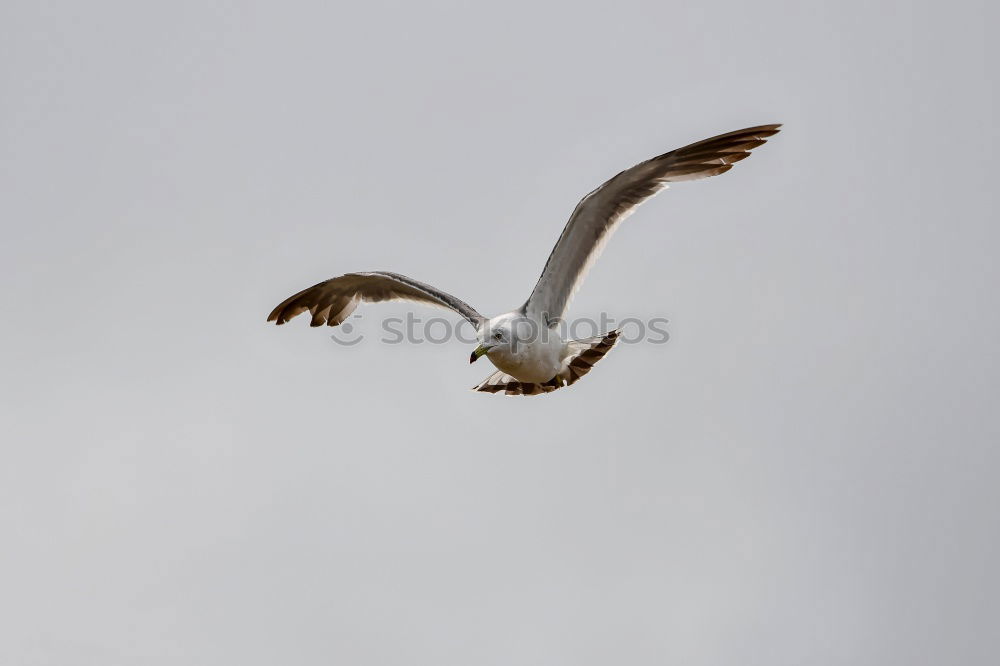 Similar – Flugungeheuer Natur Tier