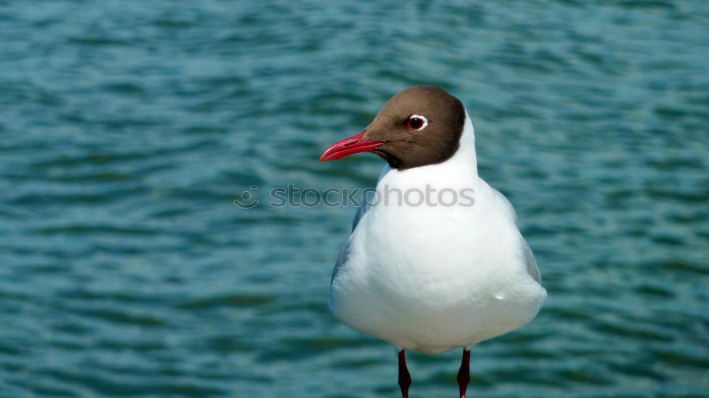 Similar – Image, Stock Photo sea bird Seagull White