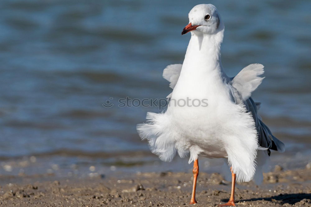 Similar – Image, Stock Photo Laugh, seagull!