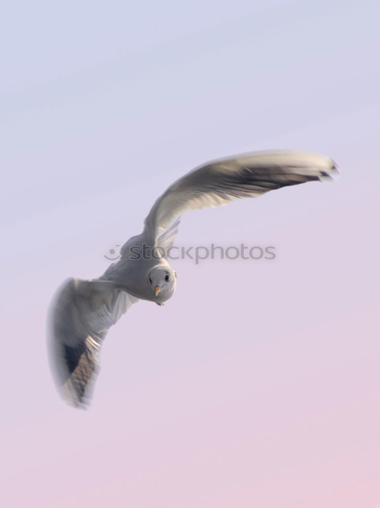 Image, Stock Photo Seagull 1 Sailing Aviation