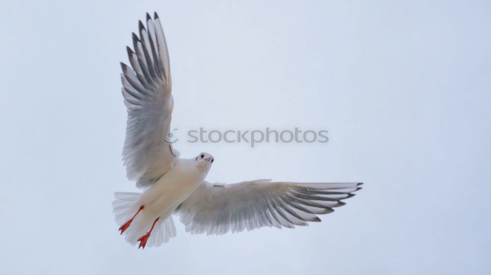 Similar – seagull Norway Feather