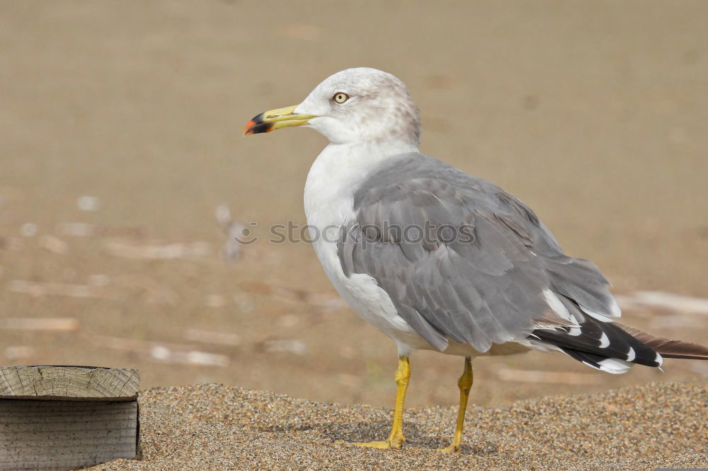 Similar – Foto Bild Ärgernis Möwe Silbermöwe