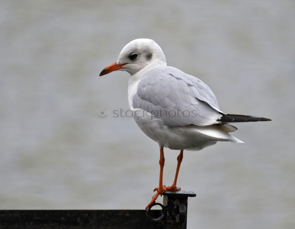 Similar – Image, Stock Photo bawler Nature Sand Water