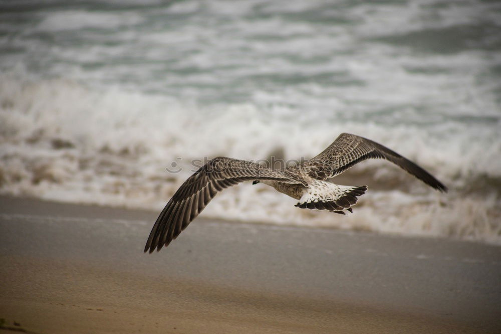 Similar – Winds of Change Seagull