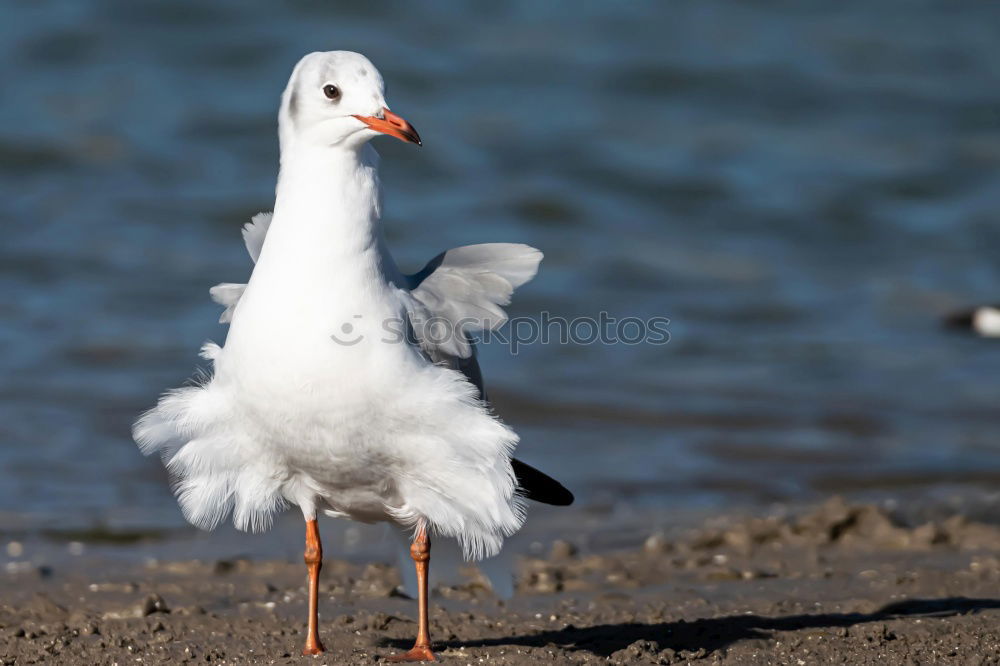 Similar – Foto Bild Ärgernis Möwe Silbermöwe