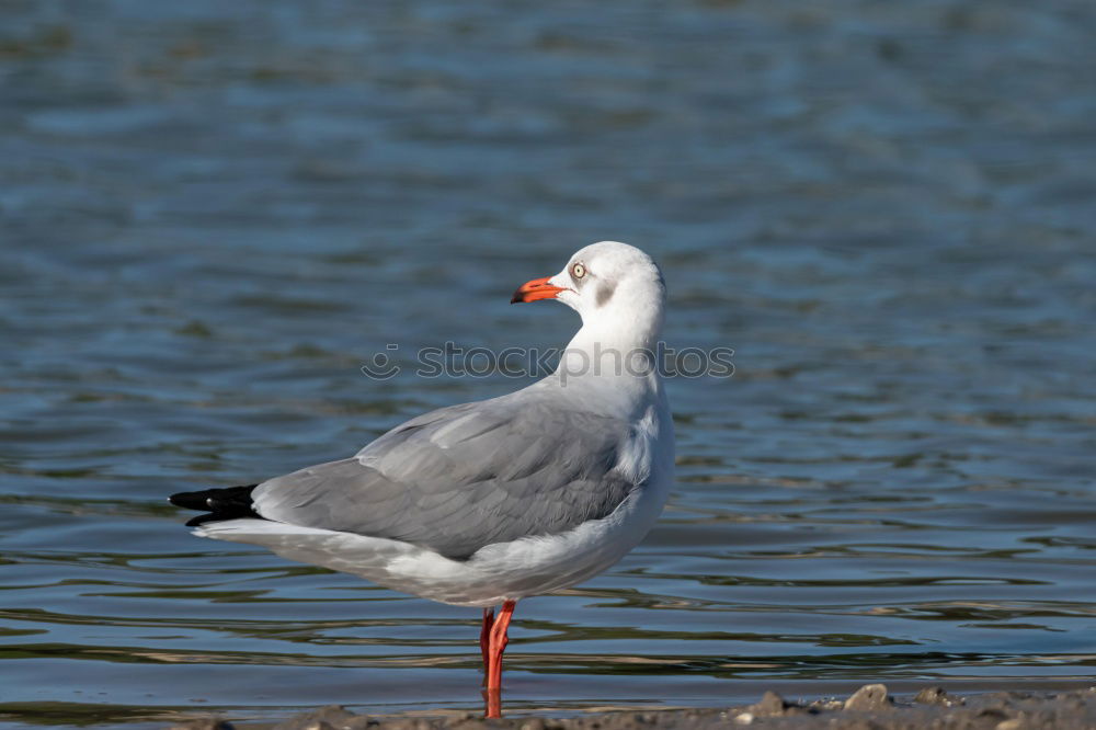 Similar – Image, Stock Photo Silver Gull in the Baltic Sea