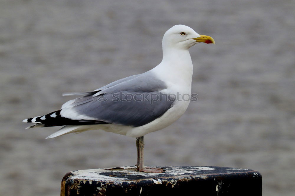 Similar – Taube Blau-Weiss Vogel