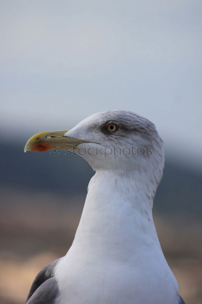 Similar – Foto Bild mal überlegen…. Vogel