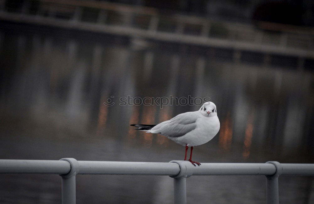 Similar – Möwe auf Geländer in Australien