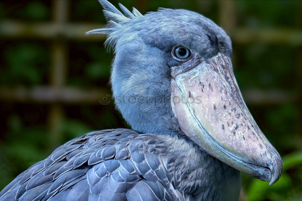 Similar – Image, Stock Photo pelican Animal Farm animal