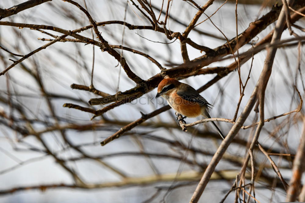 Similar – Robin in a tree Nature