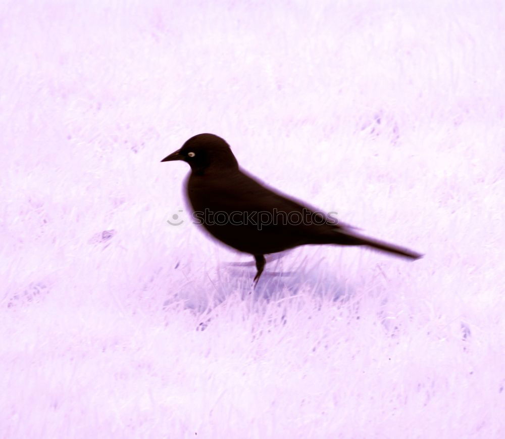 Similar – Foto Bild Rechts Rabenvögel Krähe