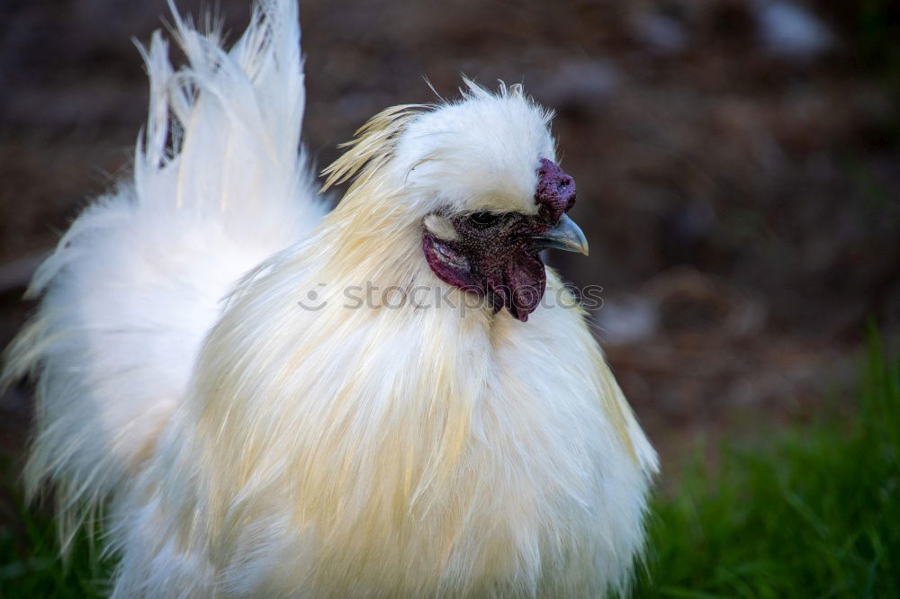 Similar – Juvenile hens IV chicken