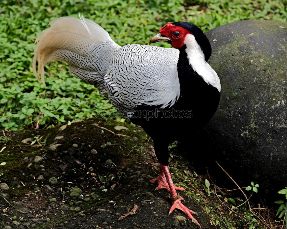 Similar – Image, Stock Photo King of the birds Bird Zoo