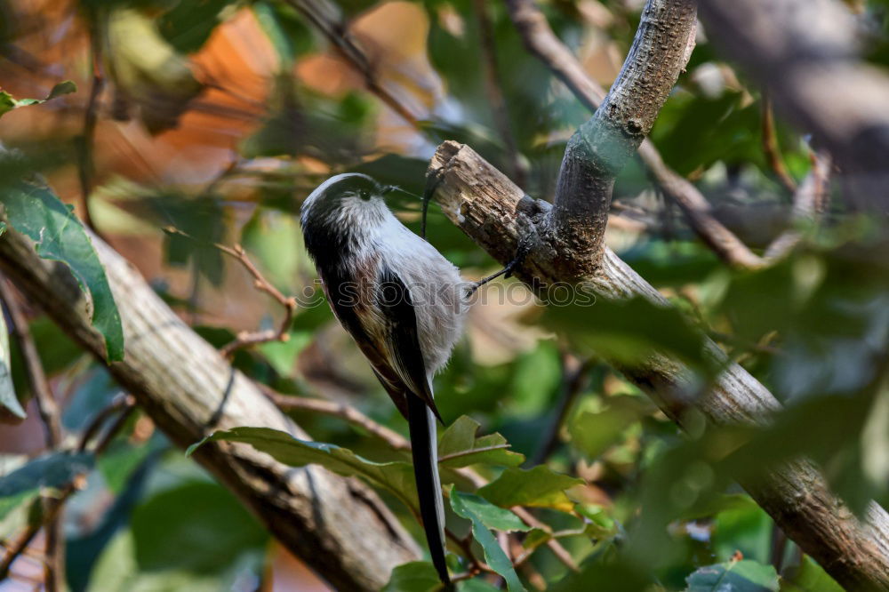 Similar – Image, Stock Photo Nuthatch with food at the nest box. In this particular case, a queen ant is brought into the nest box of the nuthatch family and suffers a gruesome fate.