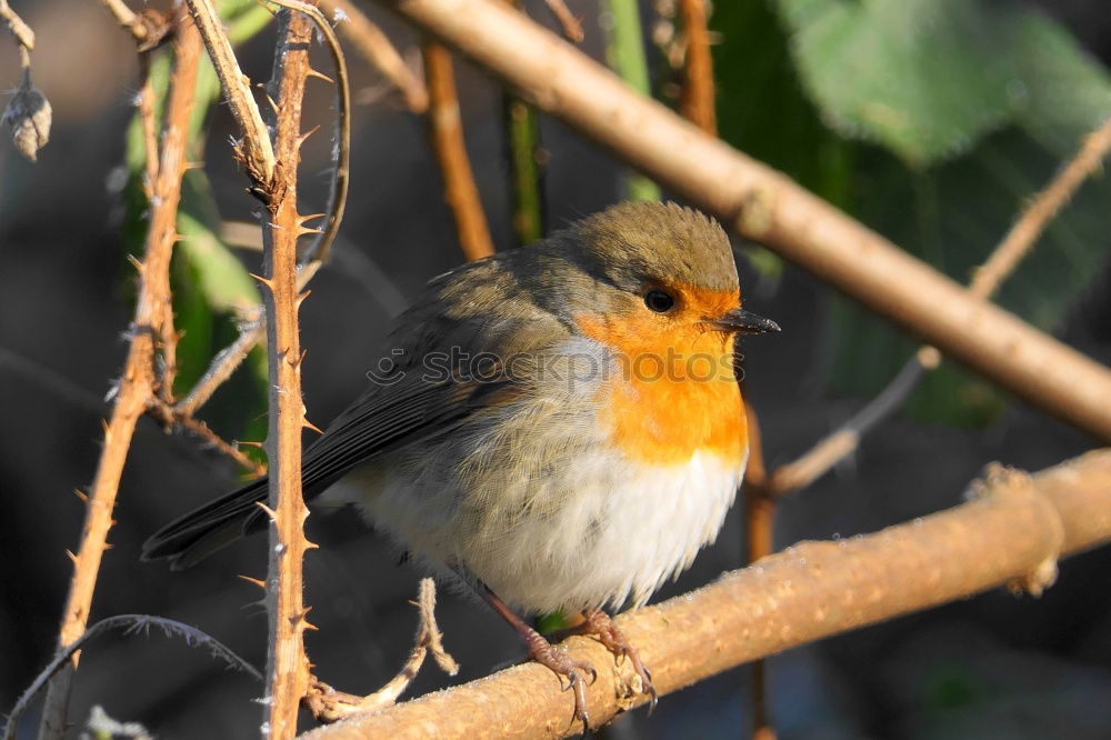 Similar – Foto Bild Sonnenbrand Natur Pflanze