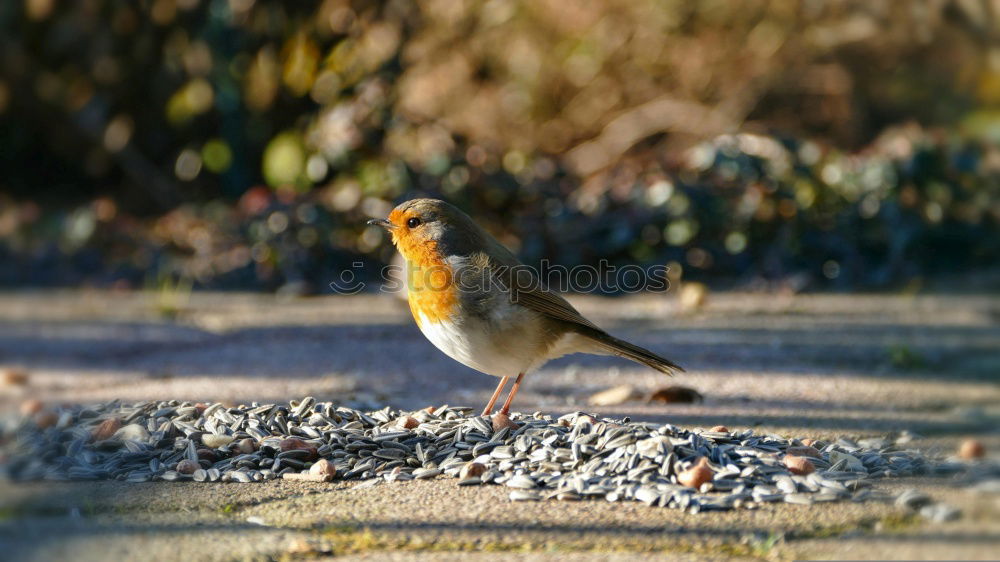 Similar – Robin in the rain 3 Landscape