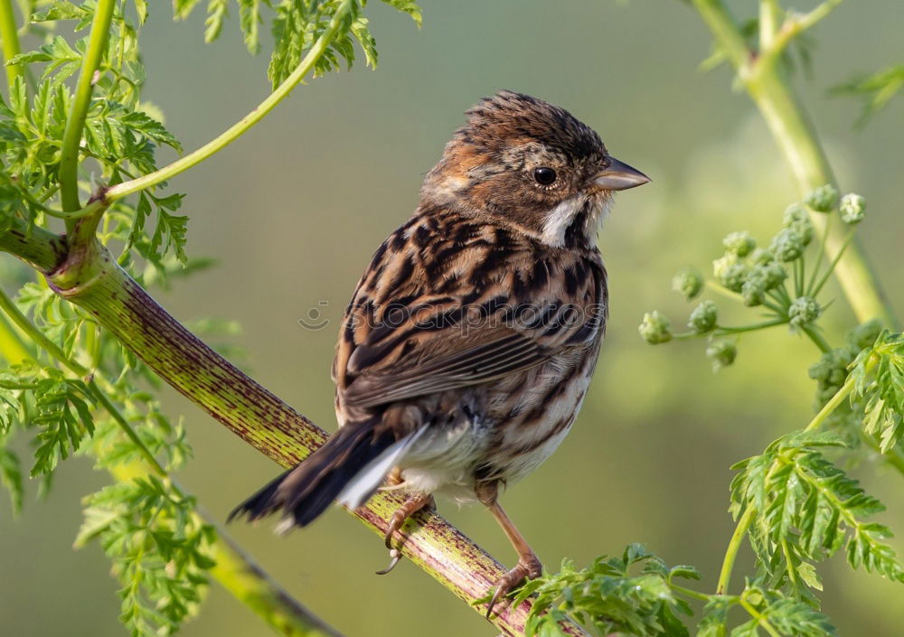 Similar – Image, Stock Photo Wren looks around Nature