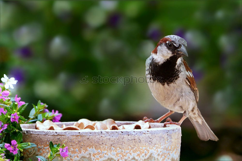 Similar – Image, Stock Photo Mr Sparrow of Sparrow