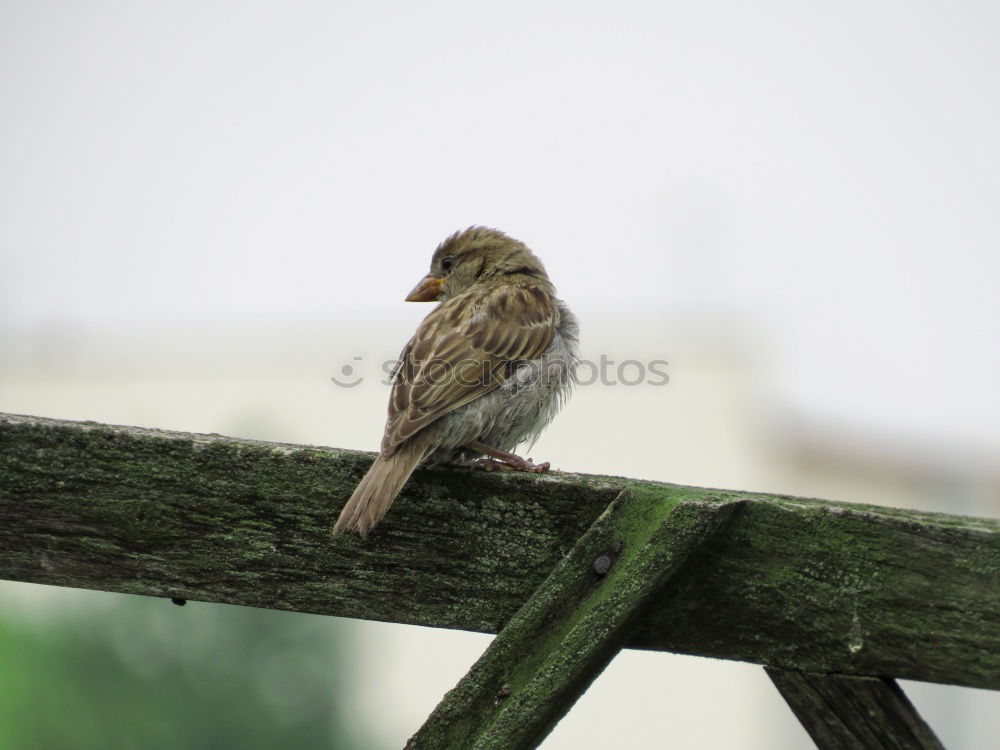 Similar – Image, Stock Photo I have… Bird Clothesline