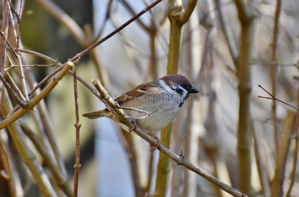 Similar – Image, Stock Photo Jay looks around Nature