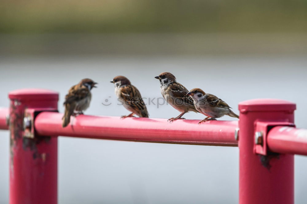 Similar – Foto Bild Zaungespräch Tier Vogel