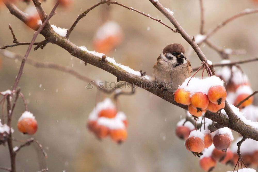 Similar – Image, Stock Photo A blackbird sits in an ornamental apple bush