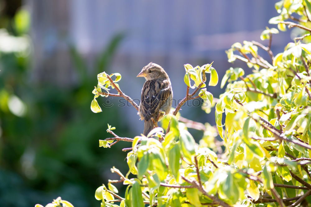 Similar – Image, Stock Photo Mr Sparrow of Sparrow