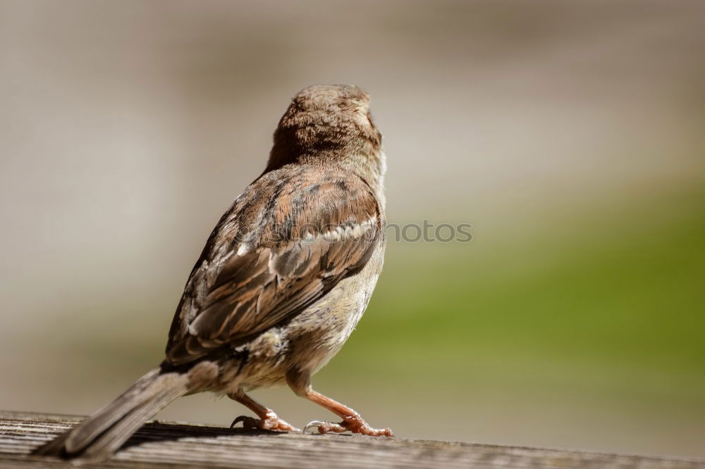 Similar – Easy prey Bird Chick