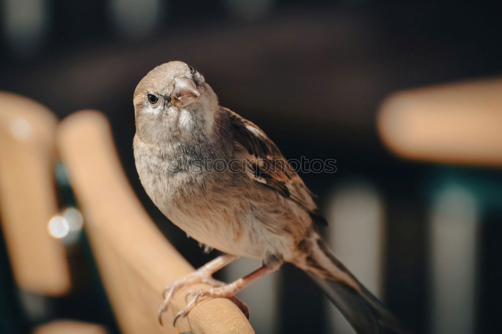 In search of a female ( redstart )