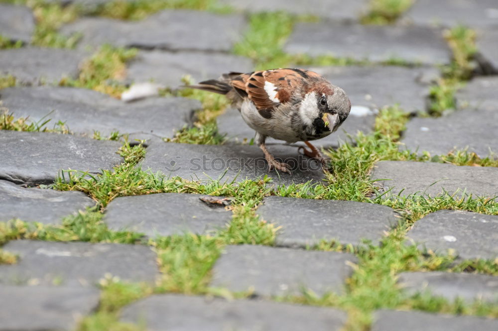 Foto Bild gemeinsam warten…. Vogel