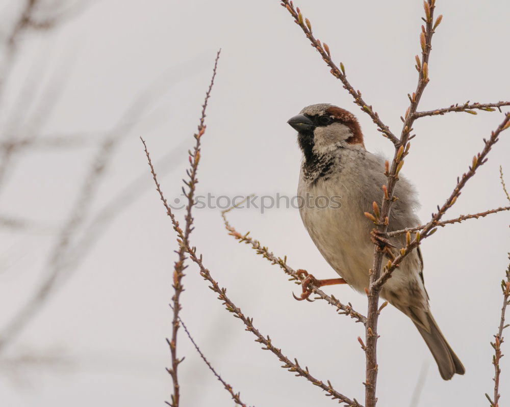 Similar – Image, Stock Photo meal Environment Nature