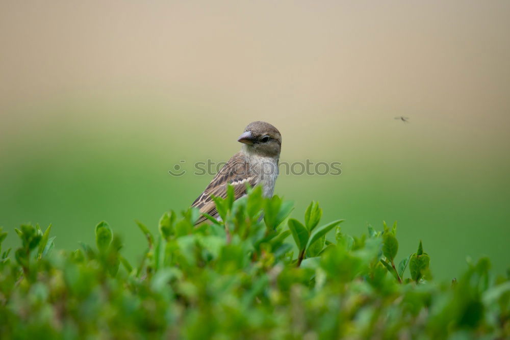 Similar – sparrow in a bush