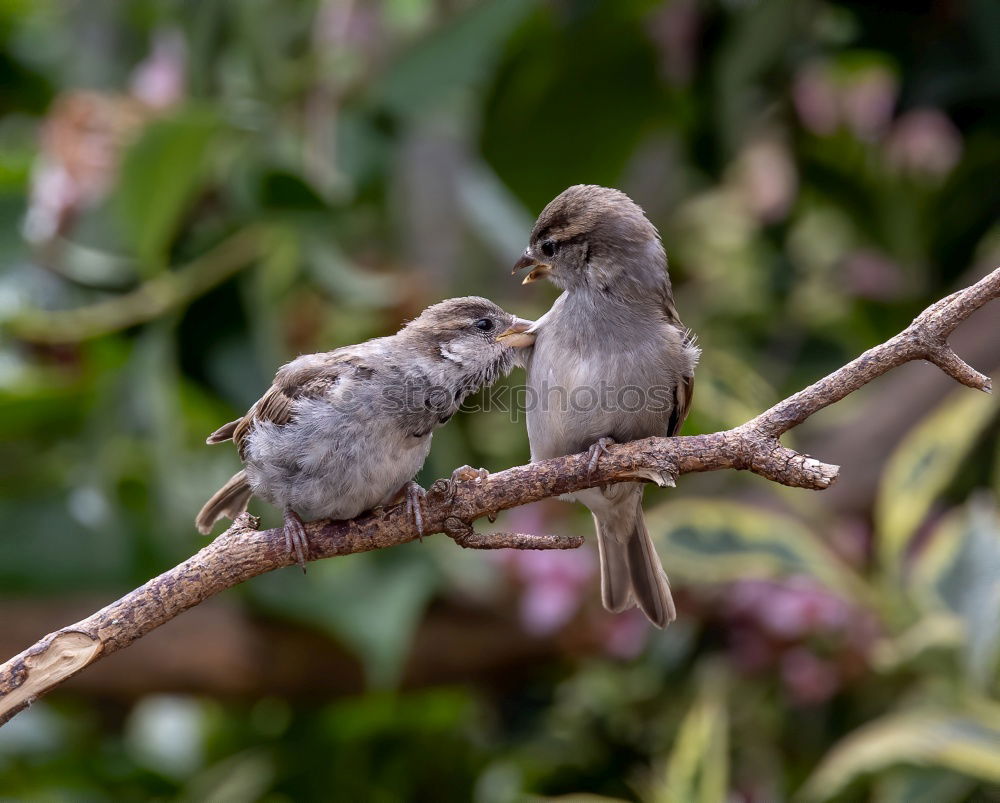 Similar – Image, Stock Photo Berlin sparrows