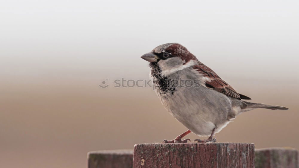 Similar – Image, Stock Photo Eye contact with a sparrow